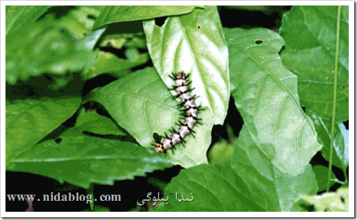 caterpillar